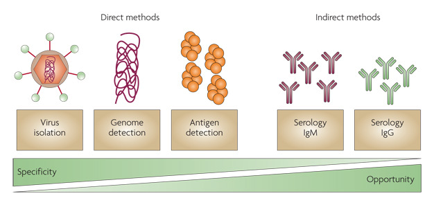 Direct and indirect diagnostic methods for dengue